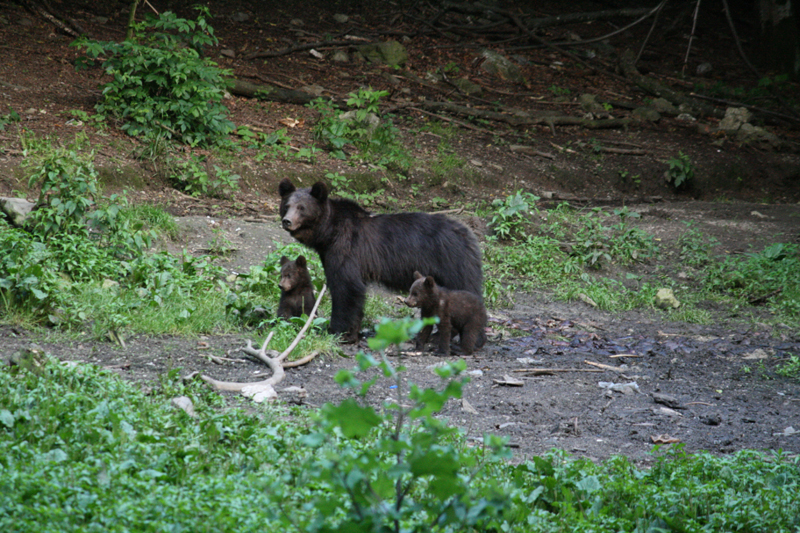 bear safari near brasov